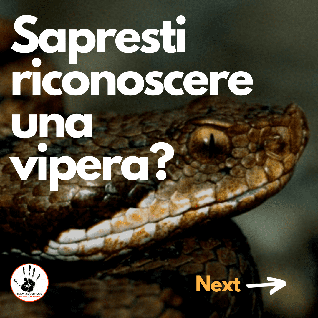 Vipera