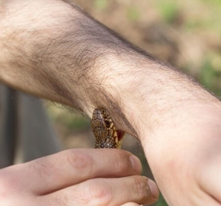 Morso di vipera