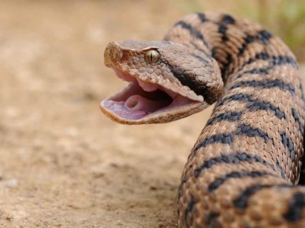 Vipera